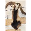 Image 9 : Big CORSICAN SHEEP RAM Shoulder Mount
