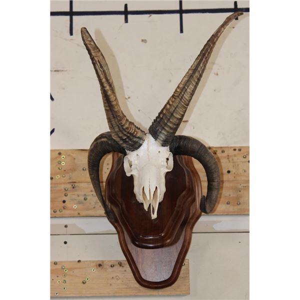 4 Horned JACOB SHEEP Skull on a Wood Wall Pedestal