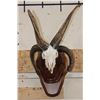 Image 1 : 4 Horned JACOB SHEEP Skull on a Wood Wall Pedestal