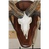 Image 5 : 4 Horned JACOB SHEEP Skull on a Wood Wall Pedestal
