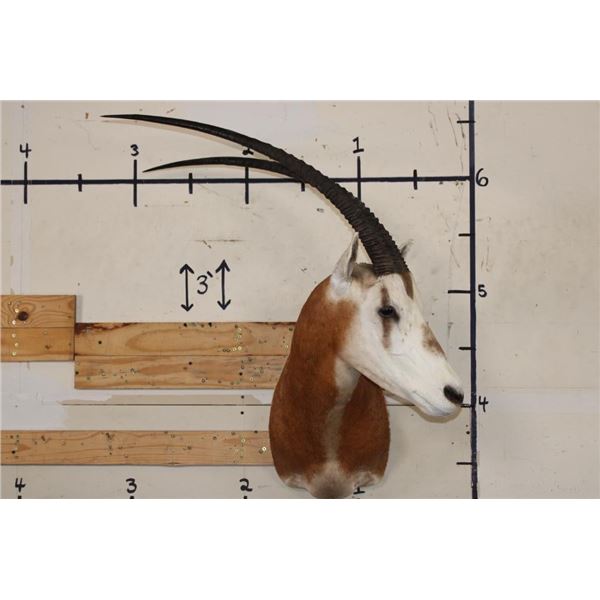 *TEXAS RESIDENTS ONLY* SCIMITAR HORNED ORYX Shoulder Mount