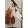 Image 5 : *TEXAS RESIDENTS ONLY* SCIMITAR HORNED ORYX Shoulder Mount