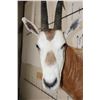 Image 6 : *TEXAS RESIDENTS ONLY* SCIMITAR HORNED ORYX Shoulder Mount