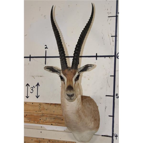 GRANT'S GAZELLE Shoulder Mount