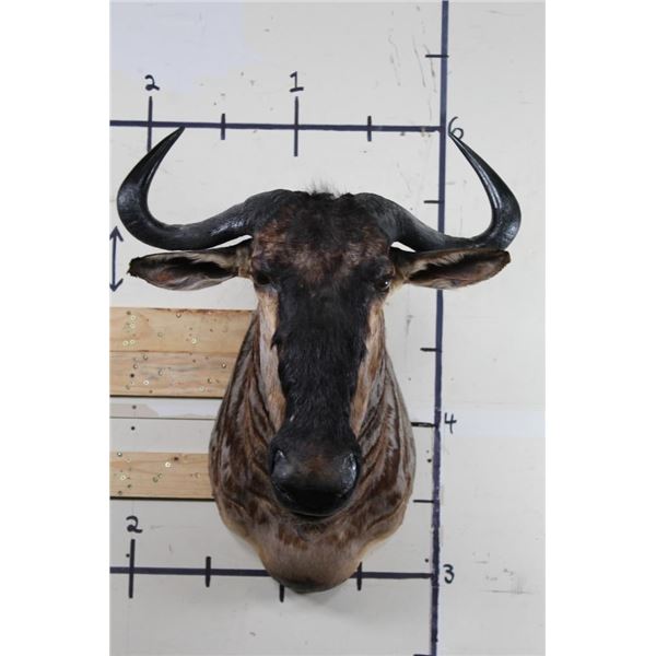 WILDEBEEST Shoulder Mount