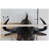 Image 7 : WILDEBEEST Shoulder Mount