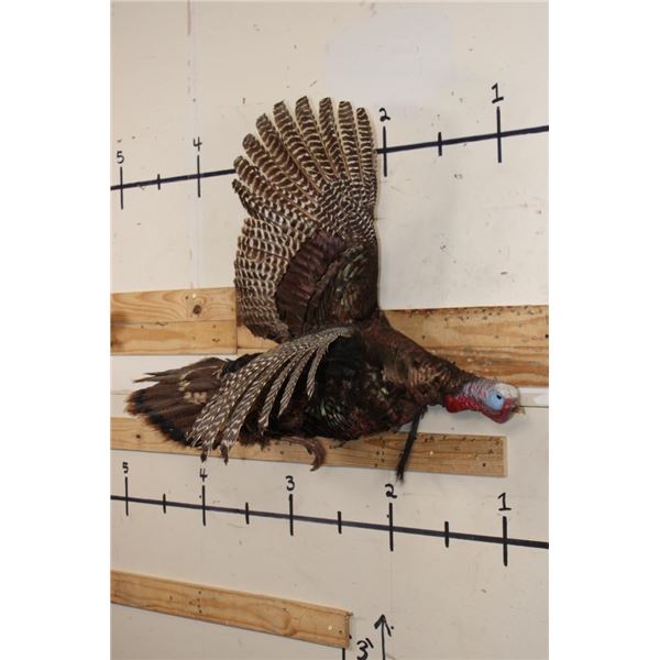Life-sized Flying TURKEY with a Wire Wall Hanger