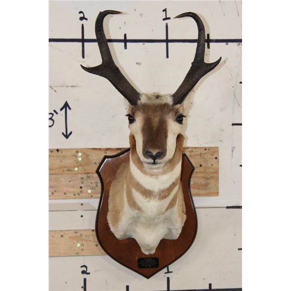 PRONGHORN Shoulder Mount on a Wooden Plaque