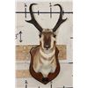 Image 1 : PRONGHORN Shoulder Mount on a Wooden Plaque