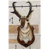 Image 2 : PRONGHORN Shoulder Mount on a Wooden Plaque