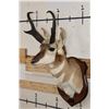 Image 3 : PRONGHORN Shoulder Mount on a Wooden Plaque