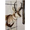 Image 4 : PRONGHORN Shoulder Mount on a Wooden Plaque