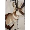 Image 5 : PRONGHORN Shoulder Mount on a Wooden Plaque