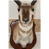 Image 6 : PRONGHORN Shoulder Mount on a Wooden Plaque
