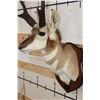 Image 7 : PRONGHORN Shoulder Mount on a Wooden Plaque