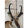 Image 8 : PRONGHORN Shoulder Mount on a Wooden Plaque