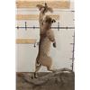 Image 10 : Life-sized BOBCAT Leaping at a Northern Bobwhite Bird on a Driftwood Base