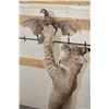 Image 12 : Life-sized BOBCAT Leaping at a Northern Bobwhite Bird on a Driftwood Base