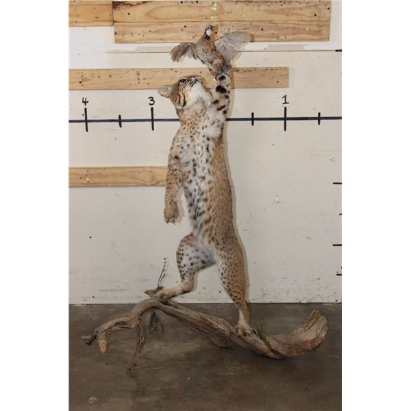 Life-sized BOBCAT Leaping at a Northern Bobwhite Bird on a Driftwood Base