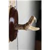 Image 2 : BIG Mounted Western Diamondback RATTLESNAKE Head on Wooden Plaque