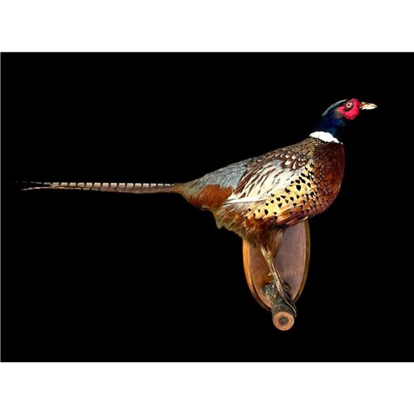 Life-sized Ring-Neck PHEASANT Mounted on a Wood Slice