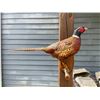 Image 2 : Life-sized Ring-Neck PHEASANT Mounted on a Wood Slice