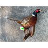 Image 3 : Life-sized Ring-Neck PHEASANT Mounted on a Wood Slice