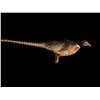 Image 4 : Life-sized Ring-Neck PHEASANT Mounted on a Wood Slice