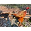 Image 5 : Life-sized Ring-Neck PHEASANT Mounted on a Wood Slice