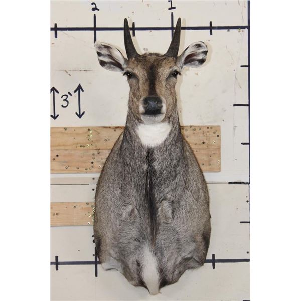 NILGAI Shoulder Mount