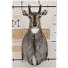 Image 1 : NILGAI Shoulder Mount