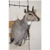Image 2 : NILGAI Shoulder Mount