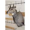 Image 3 : NILGAI Shoulder Mount