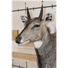 Image 4 : NILGAI Shoulder Mount