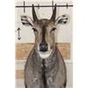 Image 5 : NILGAI Shoulder Mount