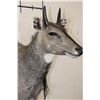 Image 6 : NILGAI Shoulder Mount