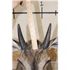 Image 7 : NILGAI Shoulder Mount