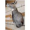 Image 8 : NILGAI Shoulder Mount