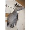 Image 9 : NILGAI Shoulder Mount