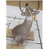 Image 10 : 10-Point WHITETAIL Deer Wall Pedestal Mount