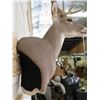 Image 11 : 10-Point WHITETAIL Deer Wall Pedestal Mount