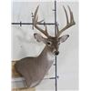 Image 1 : 10-Point WHITETAIL Deer Wall Pedestal Mount