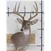 Image 2 : 10-Point WHITETAIL Deer Wall Pedestal Mount