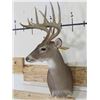 Image 3 : 10-Point WHITETAIL Deer Wall Pedestal Mount