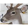 Image 4 : 10-Point WHITETAIL Deer Wall Pedestal Mount
