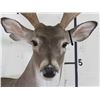 Image 5 : 10-Point WHITETAIL Deer Wall Pedestal Mount