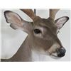 Image 6 : 10-Point WHITETAIL Deer Wall Pedestal Mount