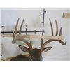 Image 7 : 10-Point WHITETAIL Deer Wall Pedestal Mount