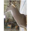 Image 9 : 10-Point WHITETAIL Deer Wall Pedestal Mount