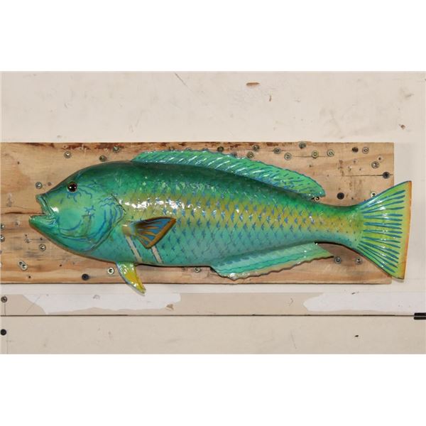 *Rarely Seen* Real Skin RAINBOW PARROTFISH Mount